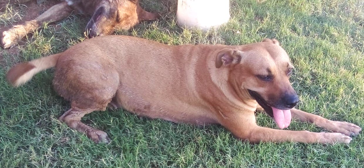 Mily (5), an adoptable Pit Bull Terrier in Mexicali, BCN, 21280 | Photo Image 4