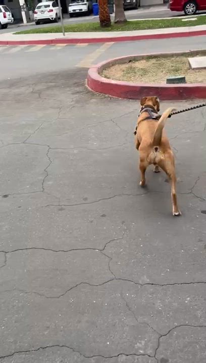 Enlarge Mily (5), a Adoptable mixed breed in Mexicali, BCN video 5/5