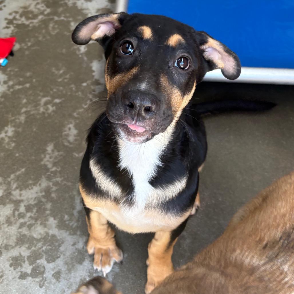 Charlie, Adoptable, Puppy Male Shepherd & Great Dane.