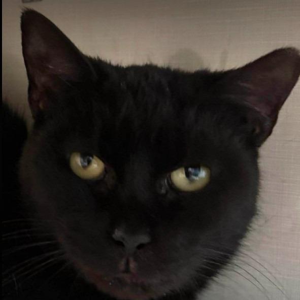 Enlarge Ali, a Adoptable Domestic Short Hair in Gordonsville, TN image 1/4