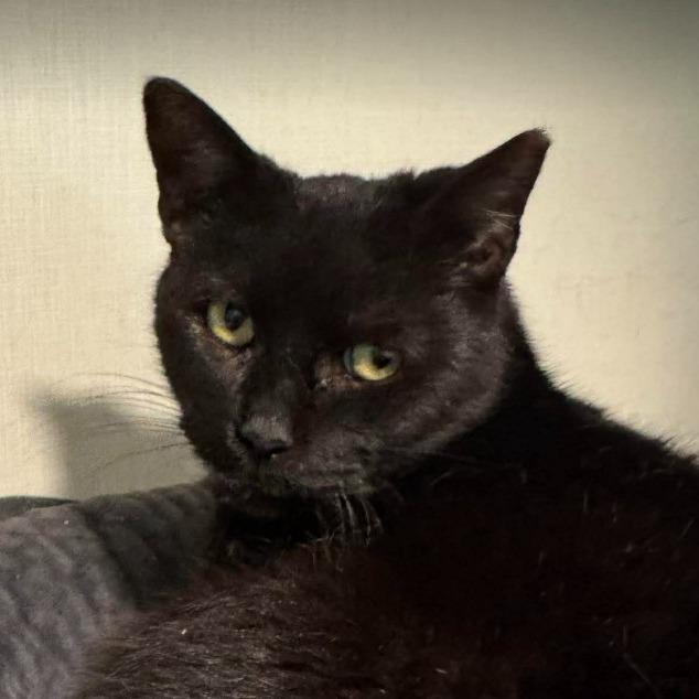 Enlarge Ali, a Adoptable Domestic Short Hair in Gordonsville, TN image 2/4