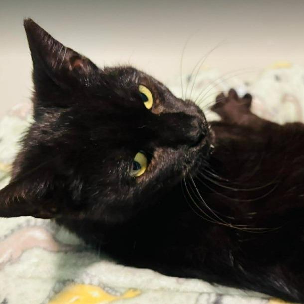 Enlarge Ali, a Adoptable Domestic Short Hair in Gordonsville, TN image 3/6