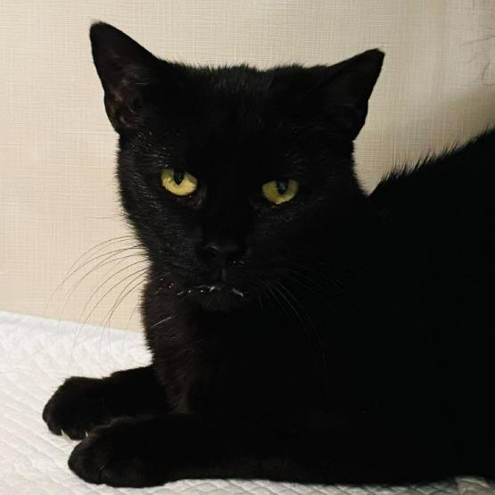 Enlarge Ali, a Adoptable Domestic Short Hair in Gordonsville, TN image 4/6