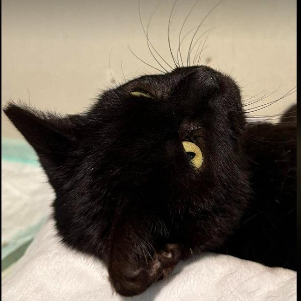 Enlarge Ali, a Adoptable Domestic Short Hair in Gordonsville, TN image 3/4