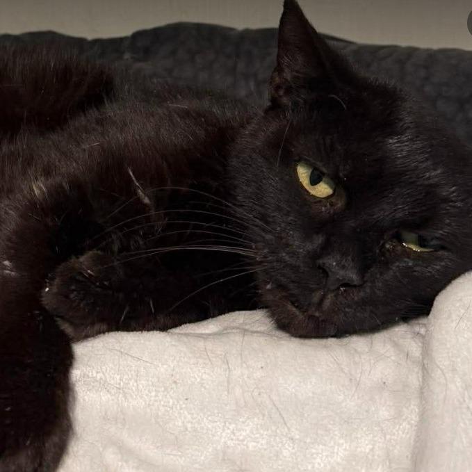 Enlarge Ali, a Adoptable Domestic Short Hair in Gordonsville, TN image 4/4