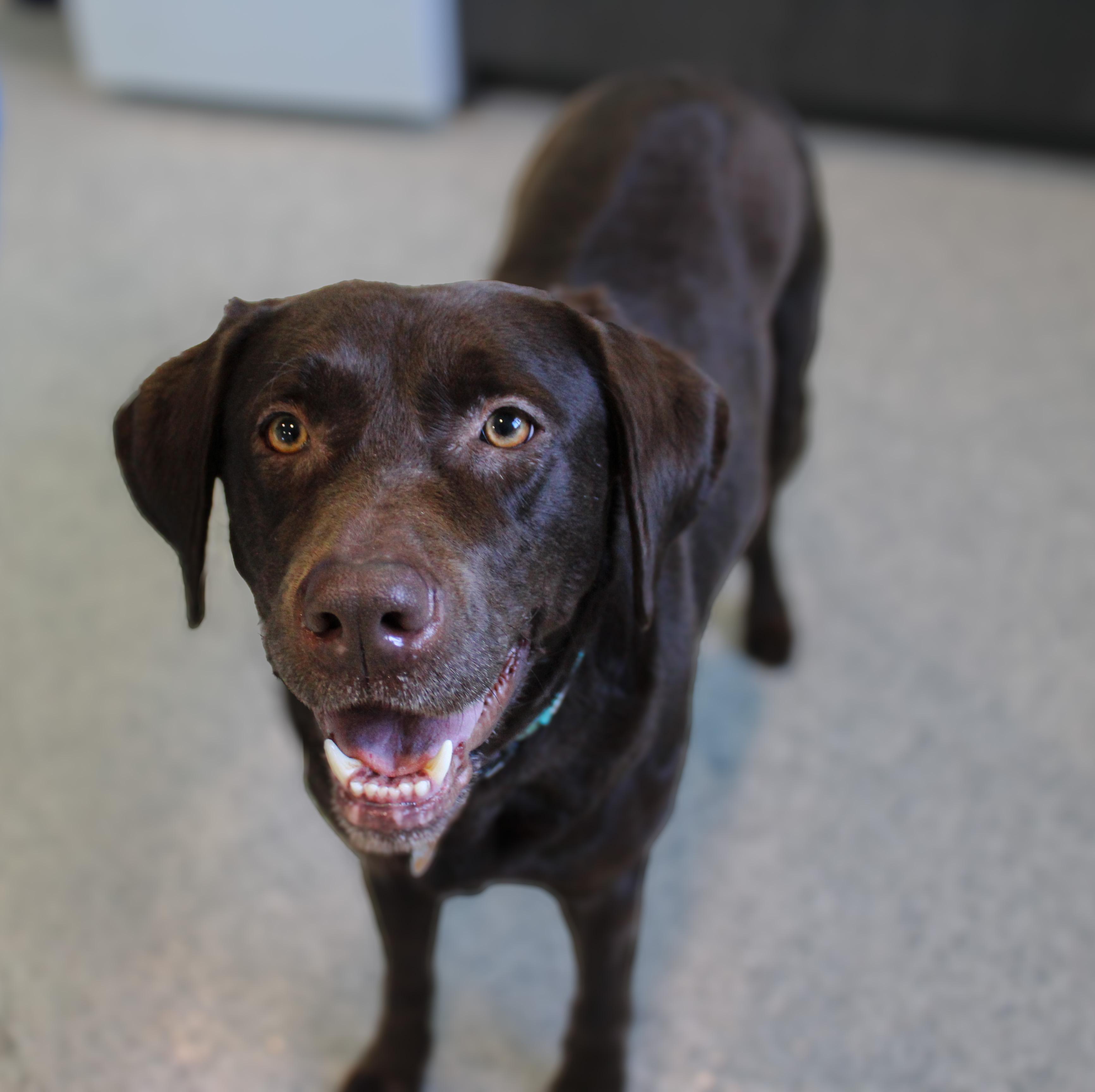 Enlarge Roxie, an adopted Chocolate Labrador Retriever in Hutchinson, MN image 2/3