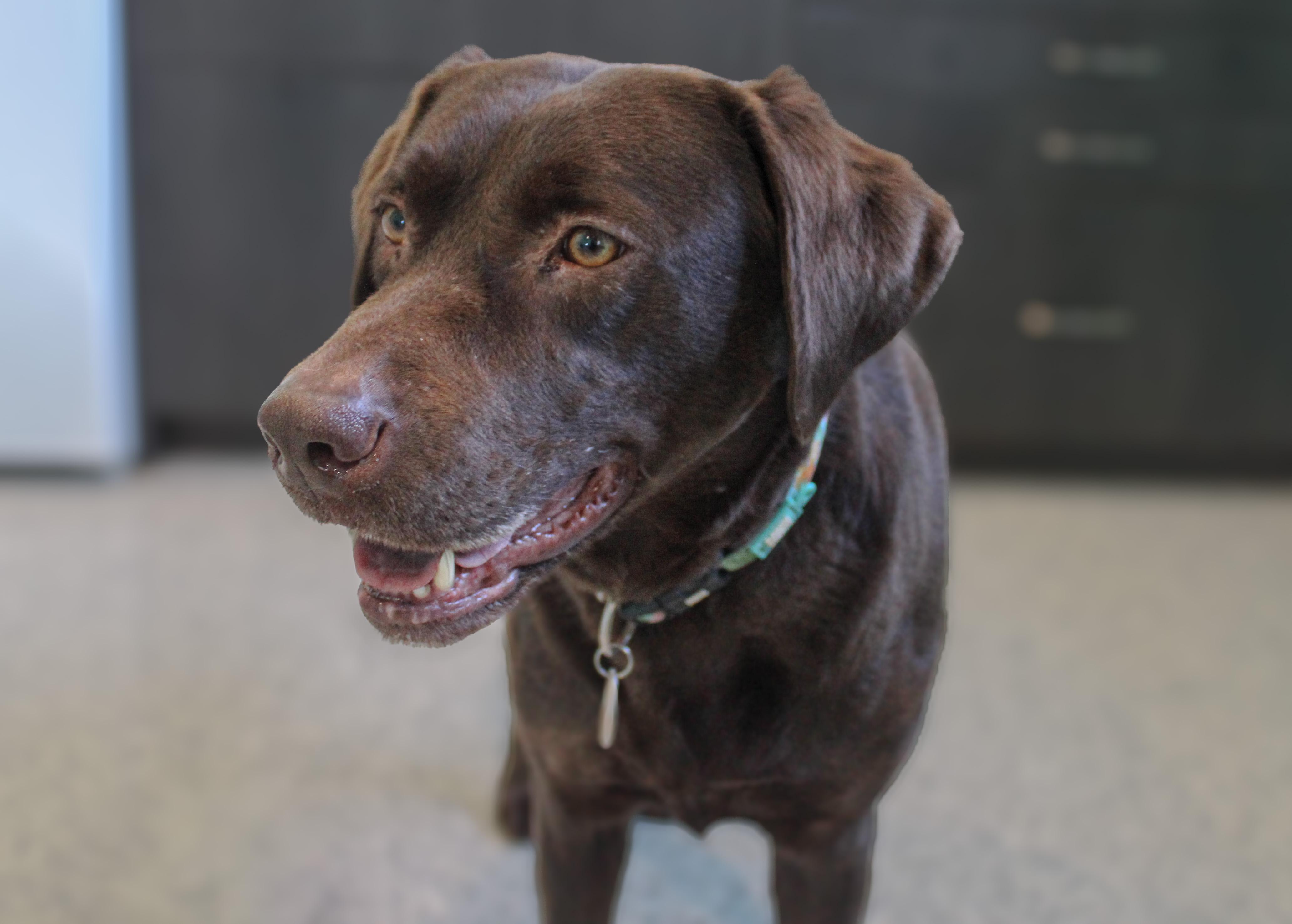 Enlarge Roxie, an adopted Chocolate Labrador Retriever in Hutchinson, MN image 1/3