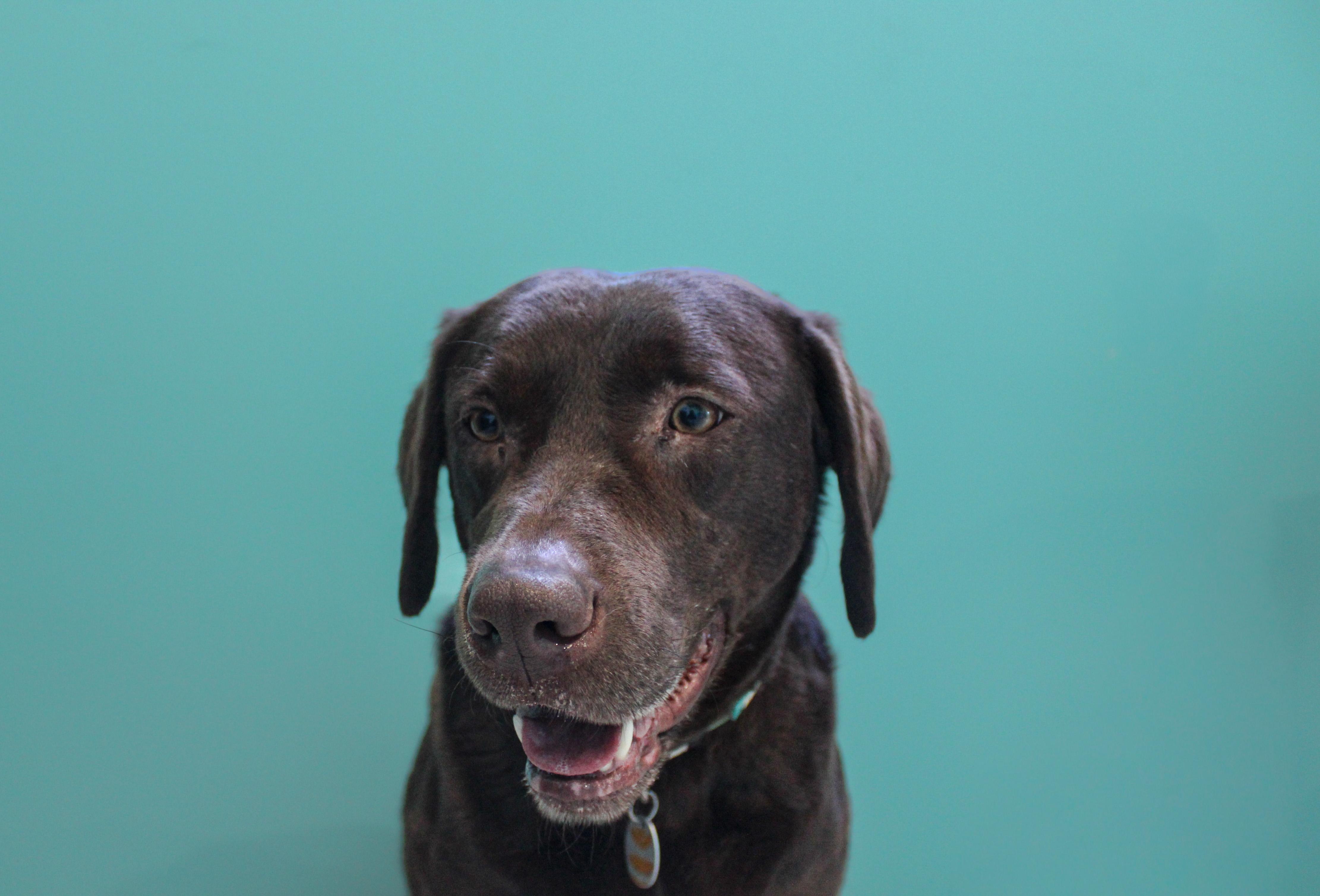 Enlarge Roxie, an adopted Chocolate Labrador Retriever in Hutchinson, MN image 3/3