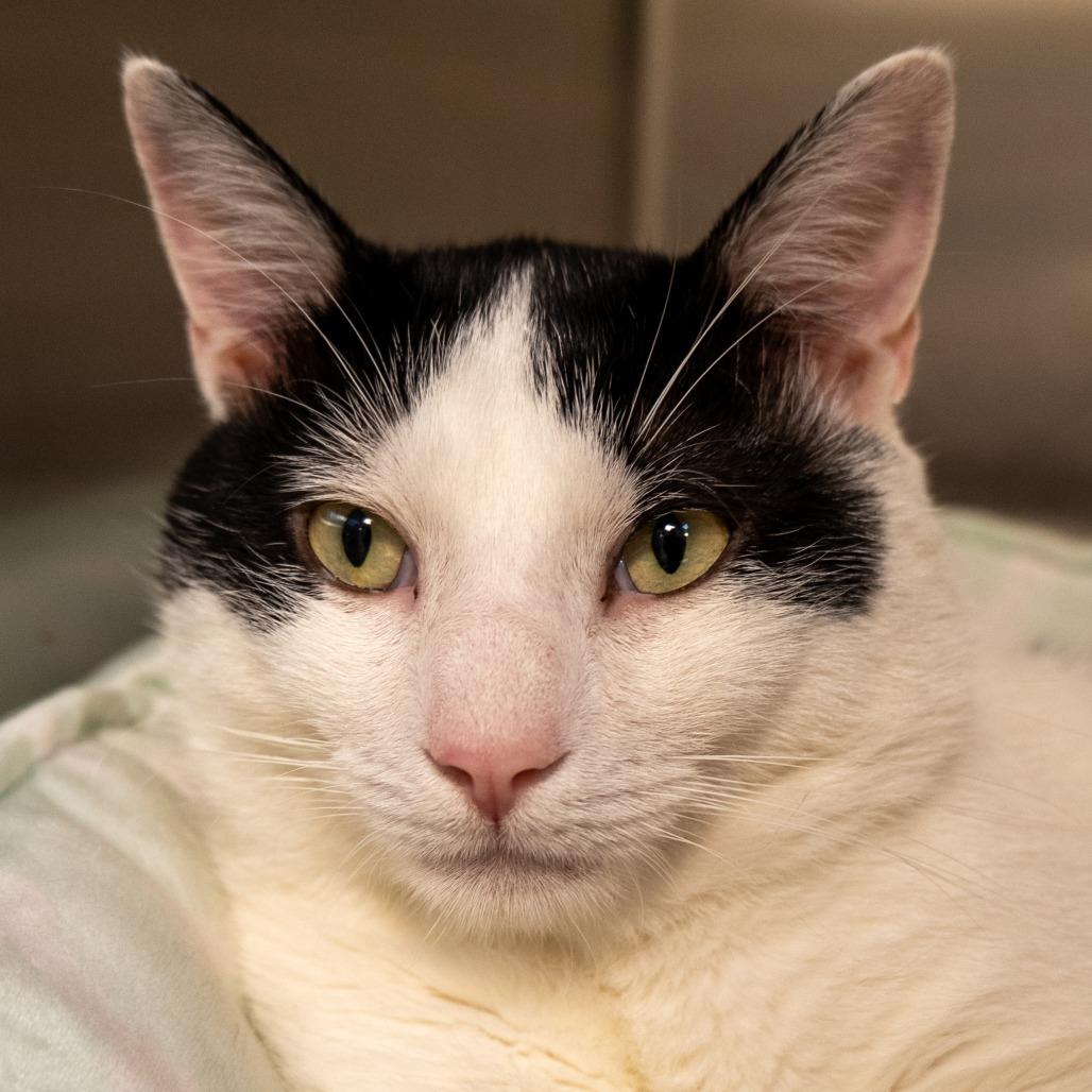 Tiki Party, Adoptable, Adult Male Domestic Short Hair.