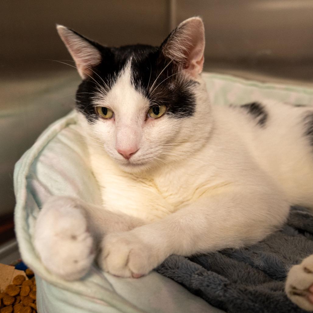 Enlarge Tiki Party, a Adoptable Domestic Short Hair in Baltimore, MD image 2/5
