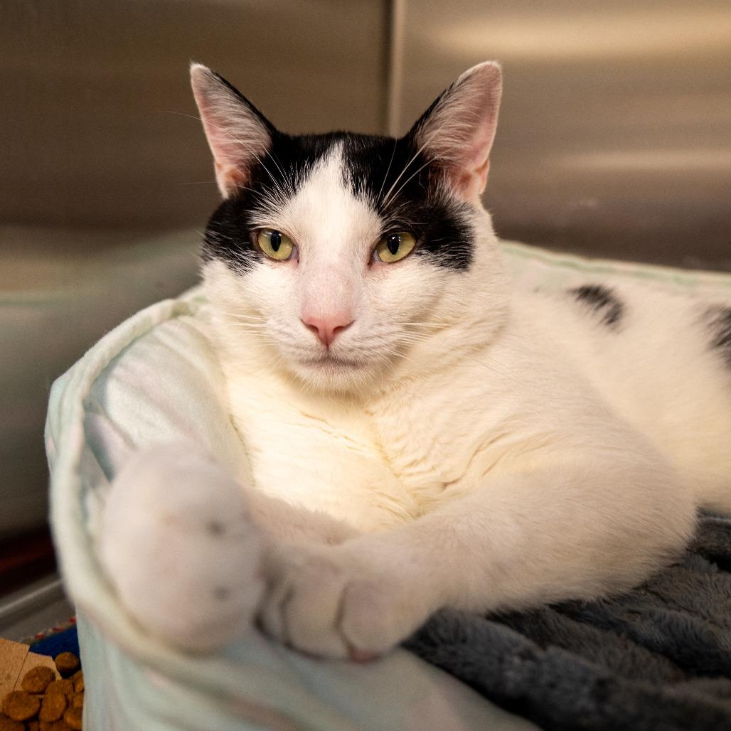 Enlarge Tiki Party, a Adoptable Domestic Short Hair in Baltimore, MD image 3/5