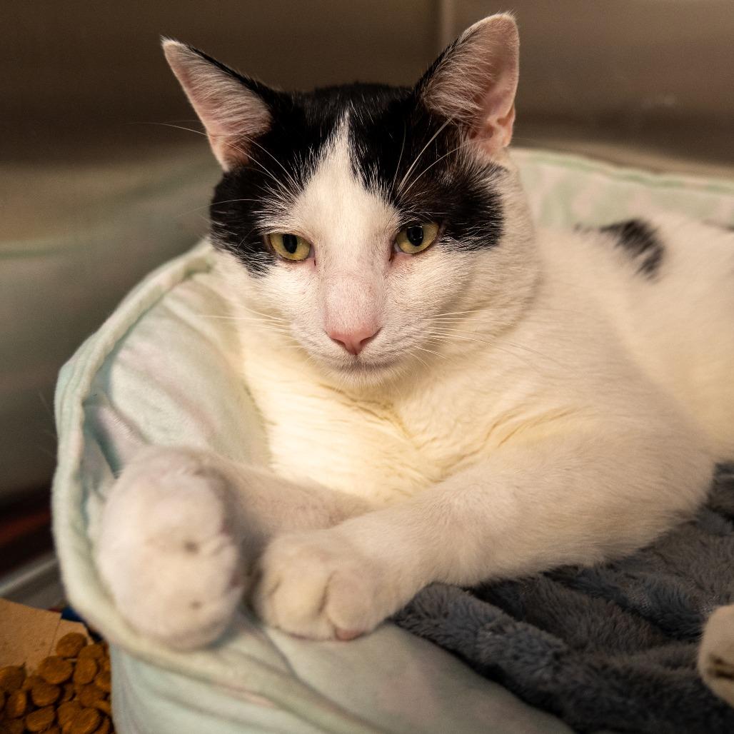 Enlarge Tiki Party, a Adoptable Domestic Short Hair in Baltimore, MD image 4/5