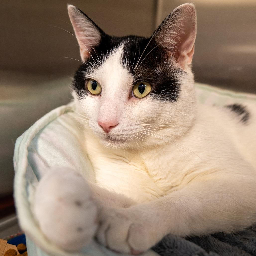 Enlarge Tiki Party, a Adoptable Domestic Short Hair in Baltimore, MD image 5/5