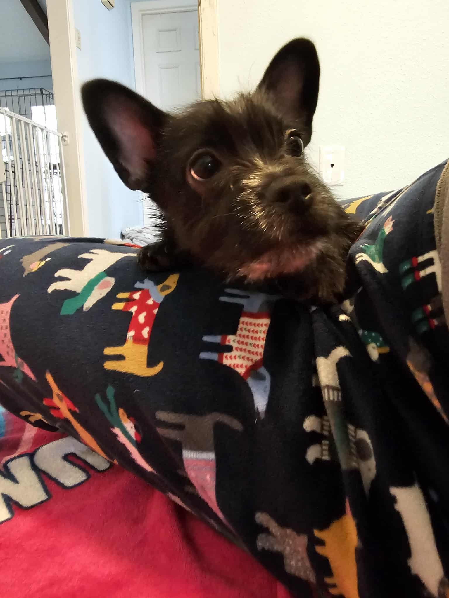 Louise, a Adoptable mixed breed in COVINGTON, WA image 4/5