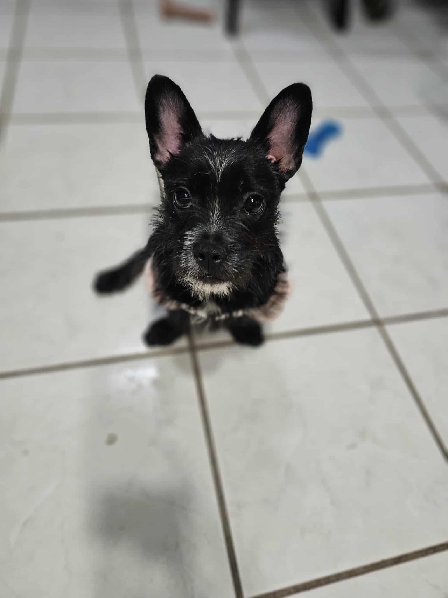 Louise, a Adoptable mixed breed in COVINGTON, WA image 2/5