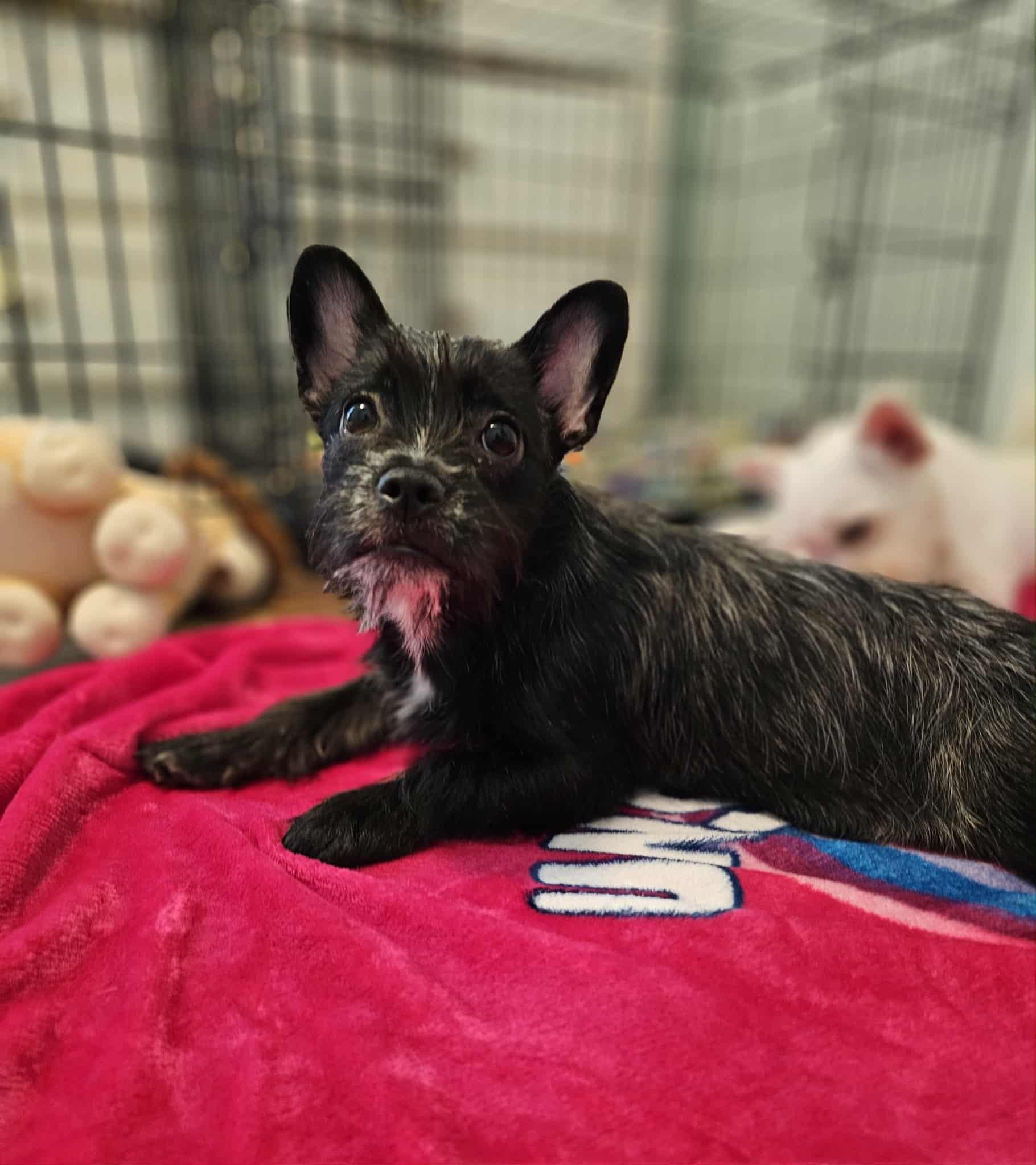 Louise, a Adoptable mixed breed in COVINGTON, WA image 1/5