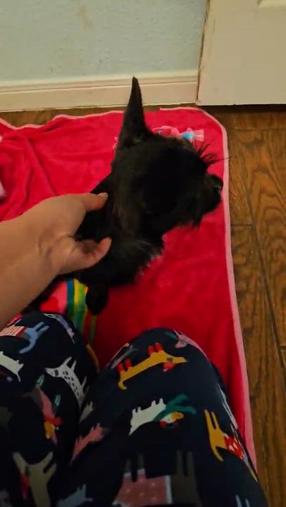 Enlarge Louise, a Adoptable mixed breed in COVINGTON, WA video 3/5