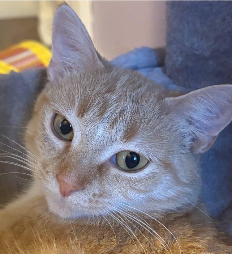 Rochelle, Adult Female unknown