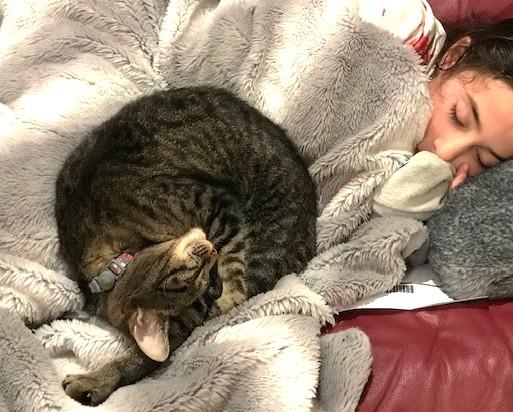 Enlarge Family MUST LEAVE USA, a ADOPTABLE Domestic Short Hair in Jamaica Plain, MA image 3/5
