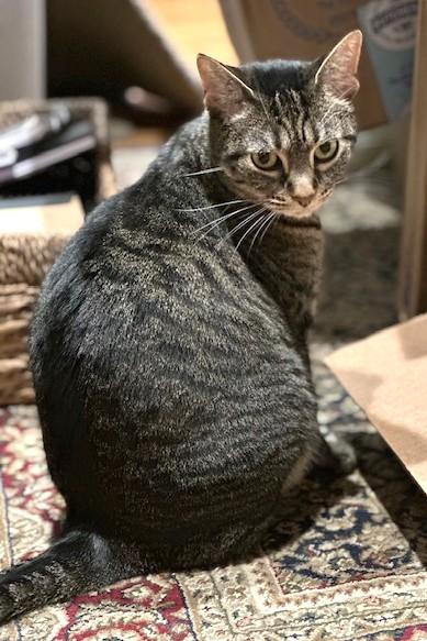 Family MUST LEAVE USA, ADOPTABLE, Adult Female Domestic Short Hair.