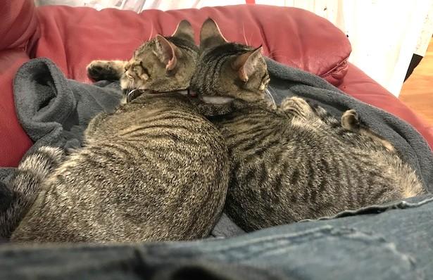 Enlarge Family MUST LEAVE USA, a ADOPTABLE Domestic Short Hair in Jamaica Plain, MA image 5/5