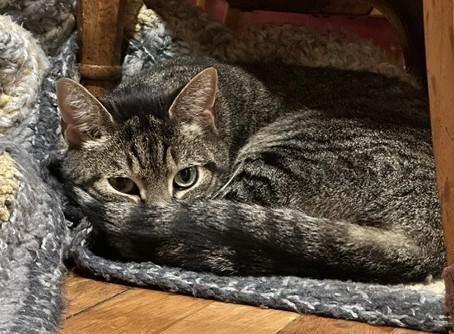 Enlarge Family MUST LEAVE USA, a ADOPTABLE Domestic Short Hair in Jamaica Plain, MA image 4/5