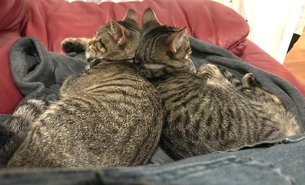 Enlarge Family MUST LEAVE USA, a ADOPTABLE Domestic Short Hair in Jamaica Plain, MA image 2/5