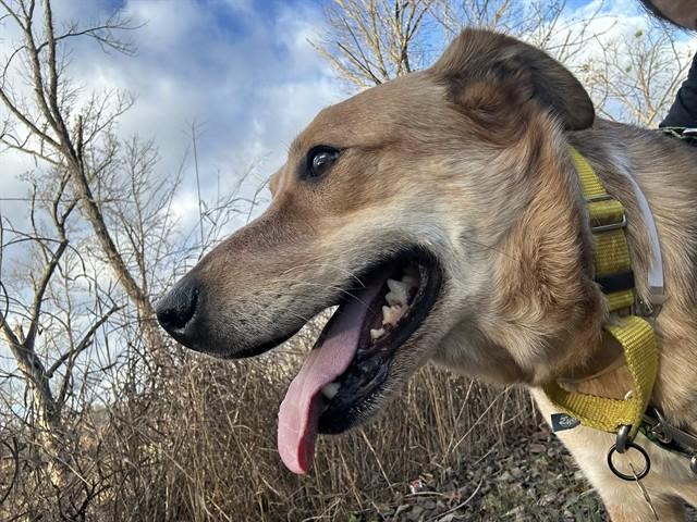 HUND, Adoptable, Adult Male Australian Cattle Dog / Blue Heeler & Mixed Breed.