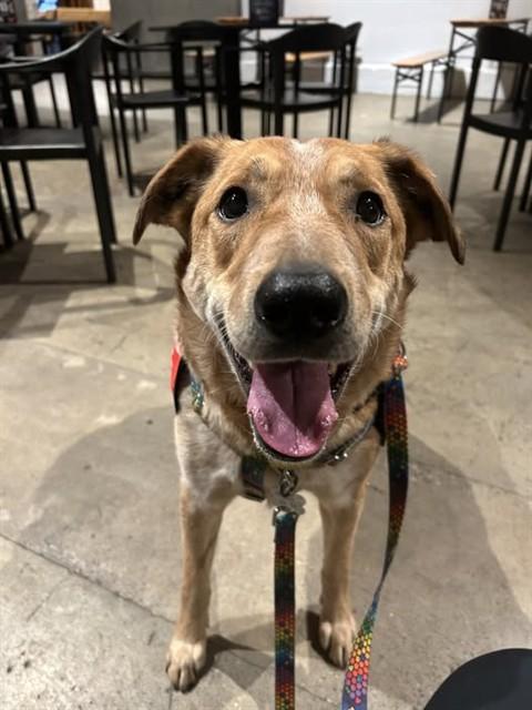 Enlarge HUND, a Adoptable mixed breed in Louisville, KY image 1/1