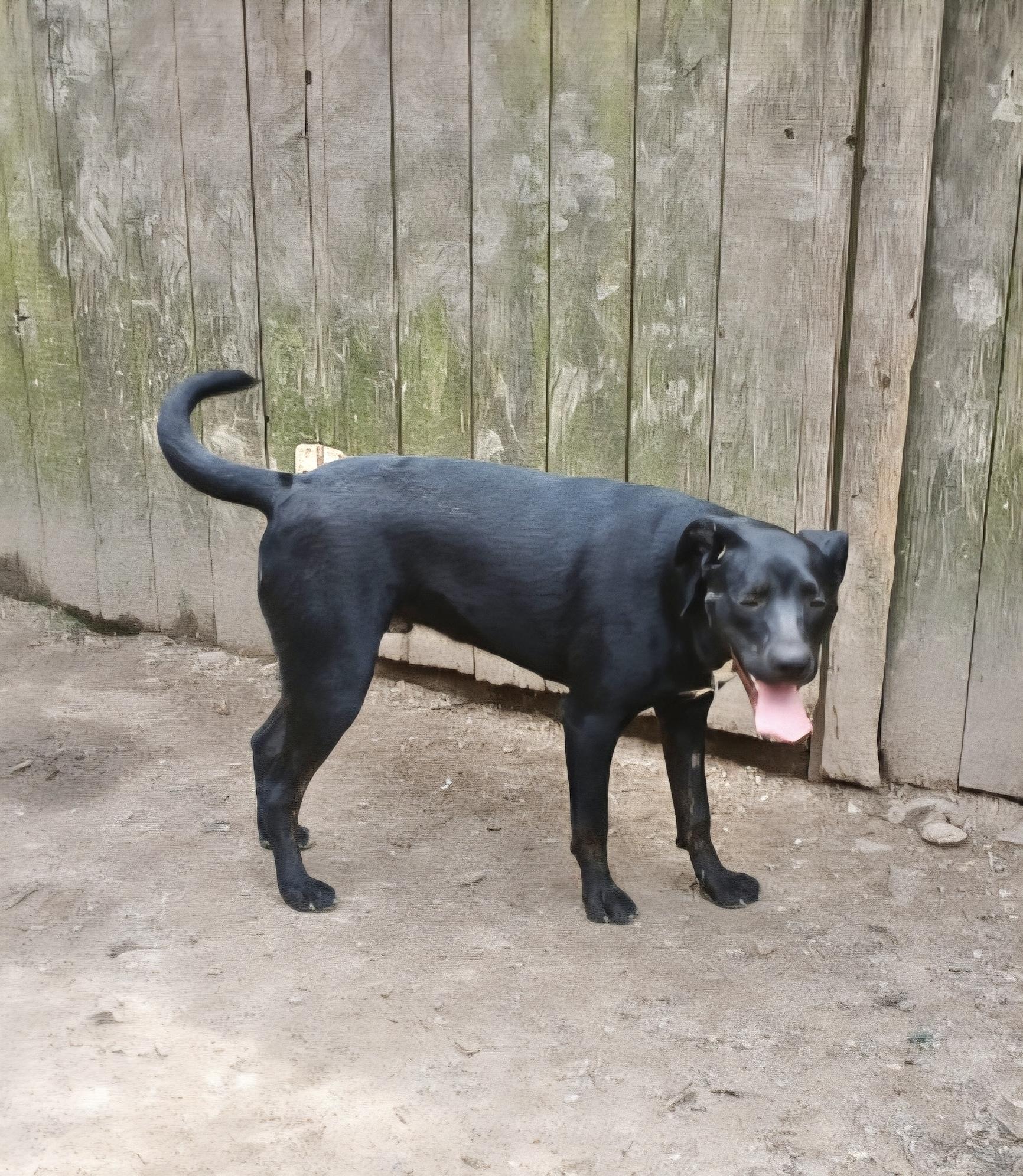 Enlarge Ryder, a Adoptable mixed breed in Manchester, CT image 2/6