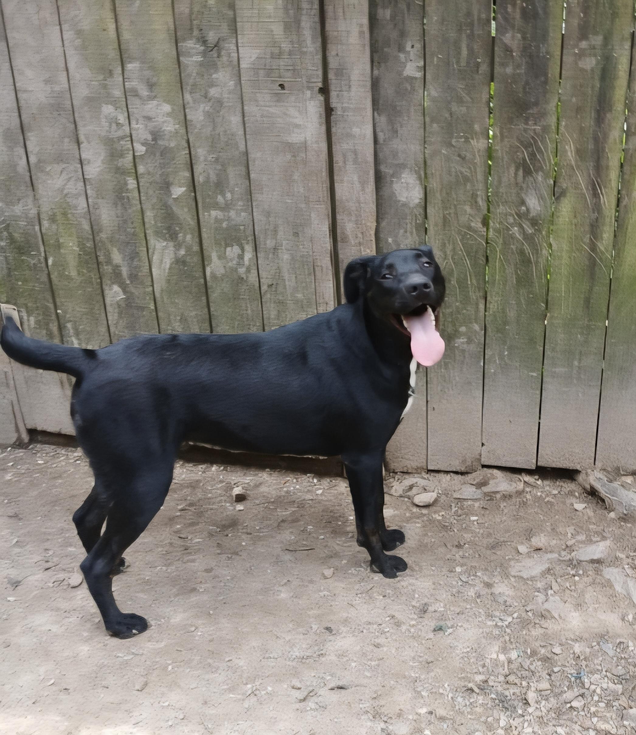 Enlarge Ryder, a Adoptable mixed breed in Manchester, CT image 3/6