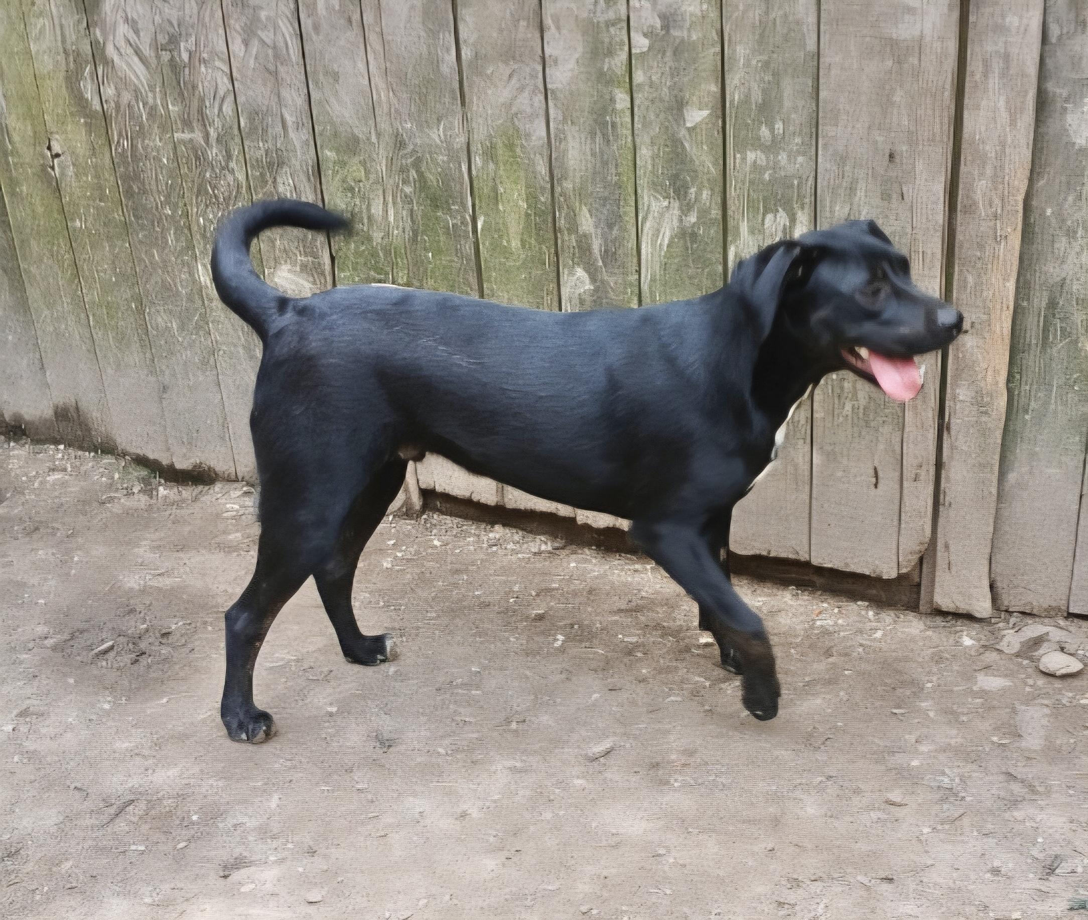 Enlarge Ryder, a Adoptable mixed breed in Manchester, CT image 5/6