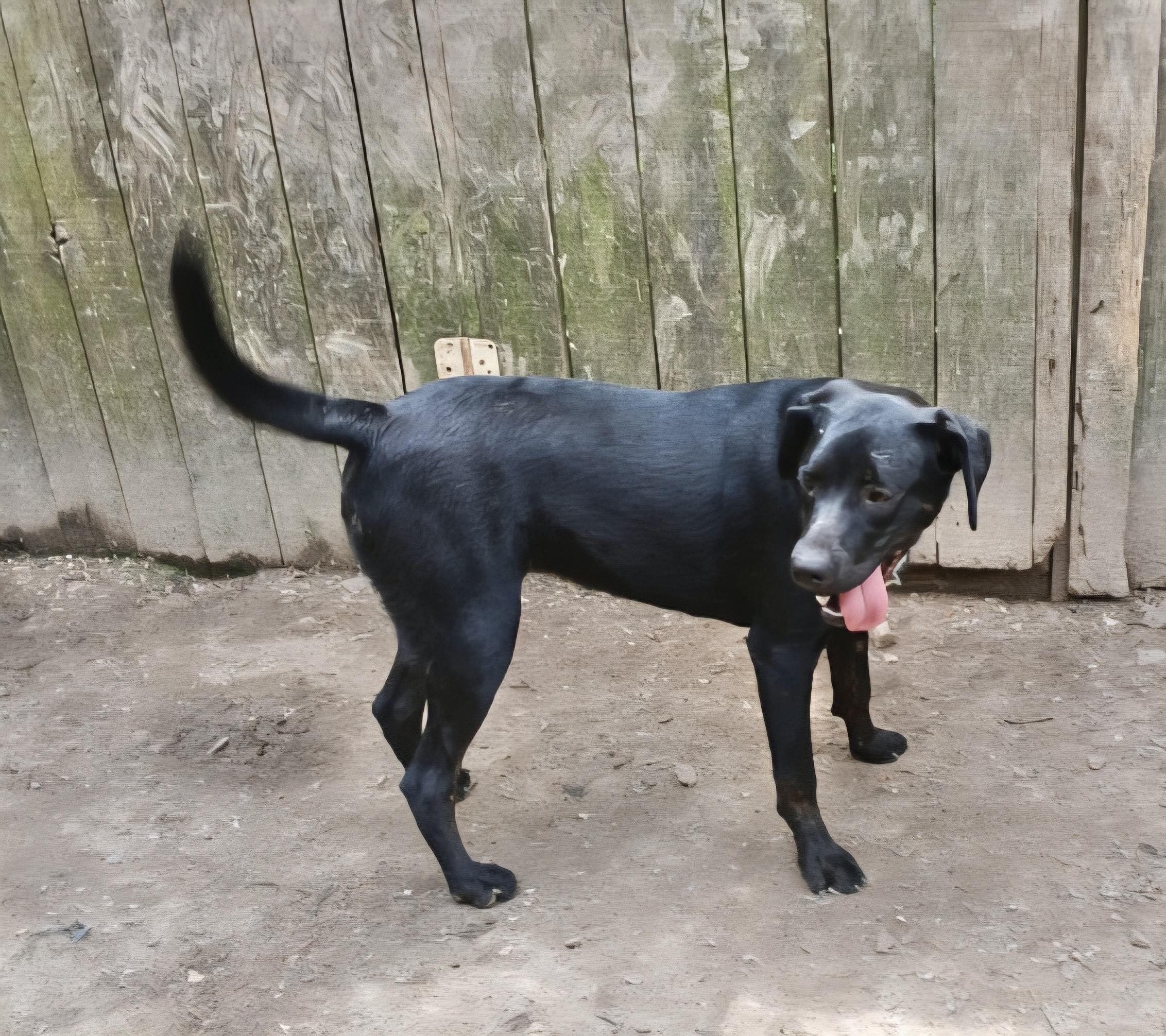 Enlarge Ryder, a Adoptable mixed breed in Manchester, CT image 6/6