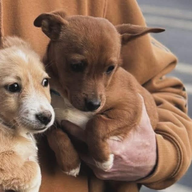 Enlarge Delilah , an adopted mixed breed in West Falls, NY image 2/3