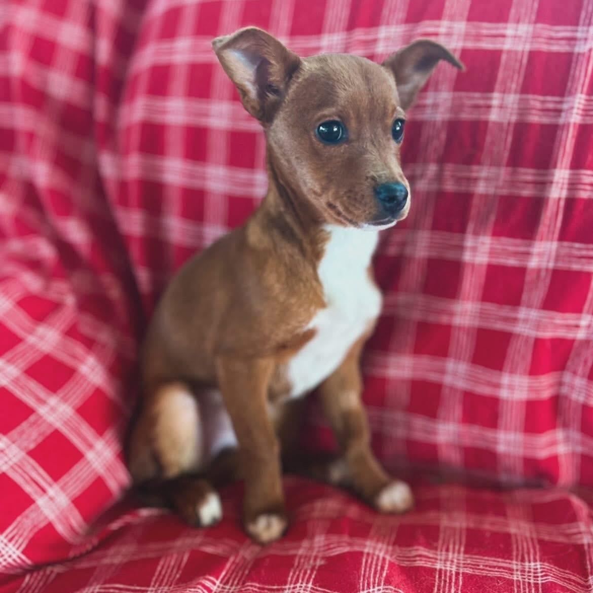 Enlarge Delilah , an adopted mixed breed in West Falls, NY image 1/3