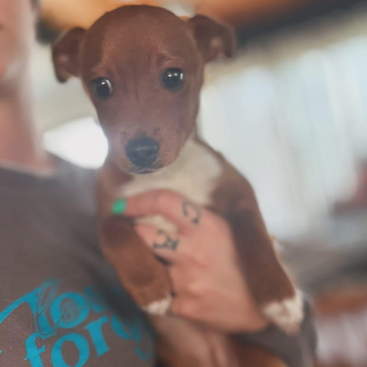 Enlarge Delilah , an adopted mixed breed in West Falls, NY image 3/3