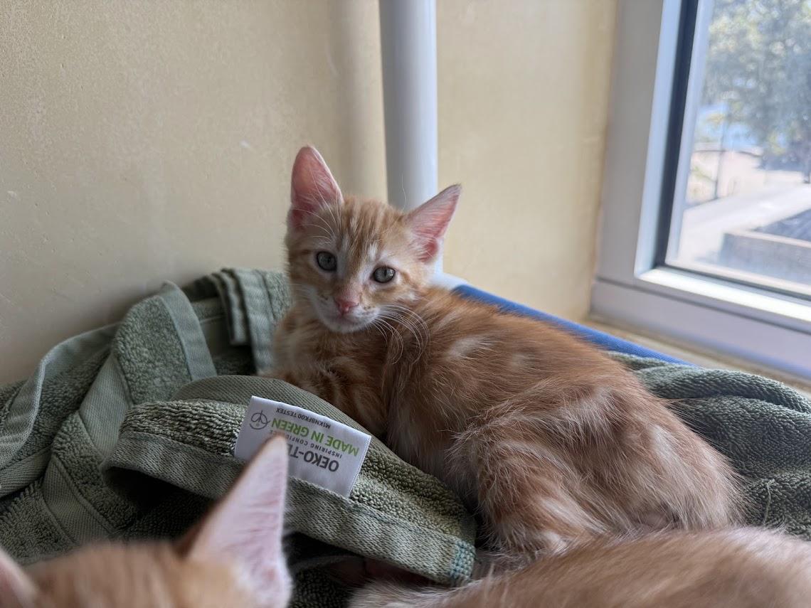 Enlarge Shaboozey, a Adoptable Domestic Short Hair in Berkeley, CA image 2/3
