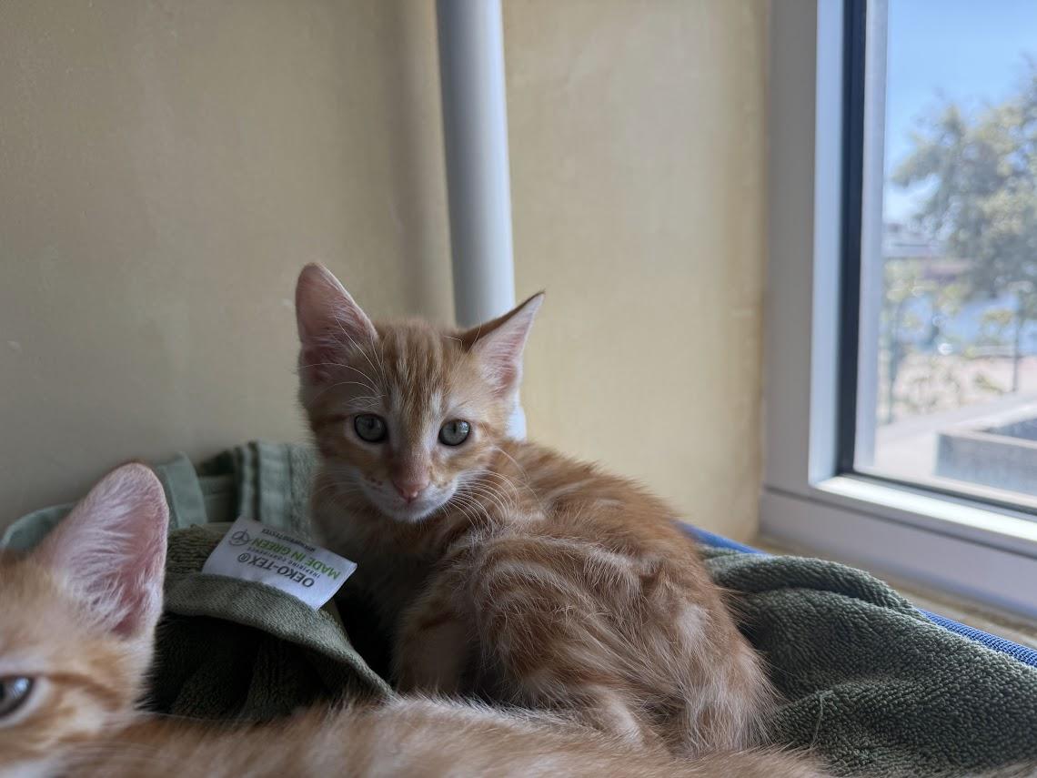 Enlarge Shaboozey, a Adoptable Domestic Short Hair in Berkeley, CA image 3/3