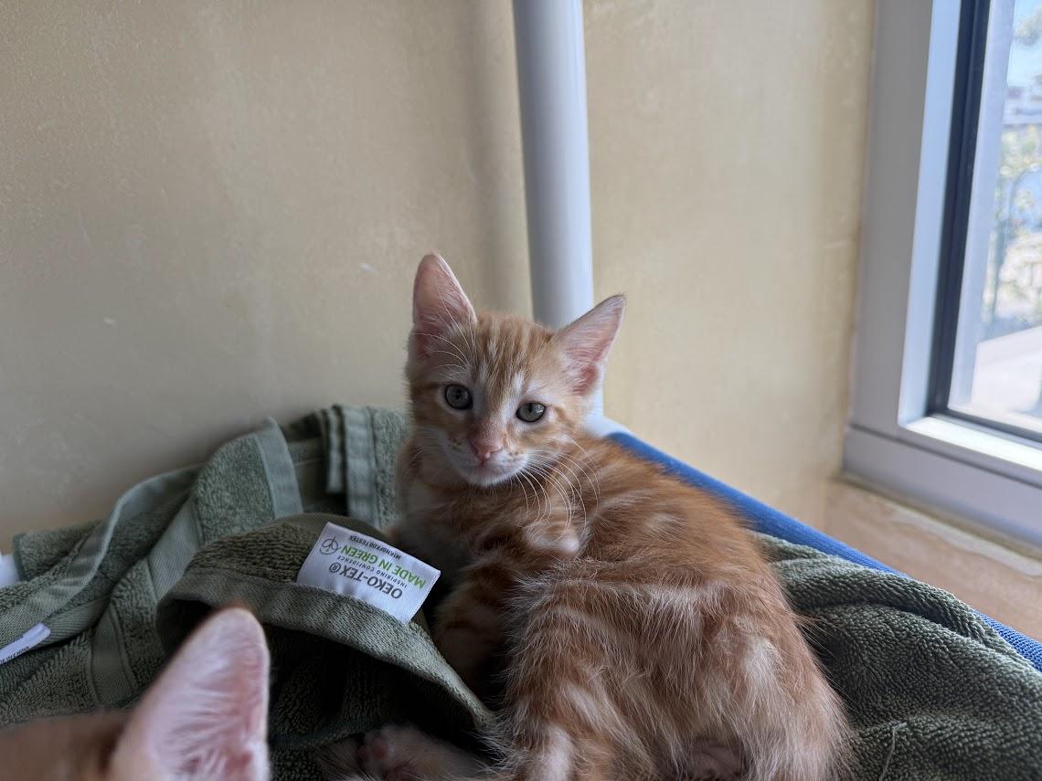Enlarge Shaboozey, a Adoptable Domestic Short Hair in Berkeley, CA image 1/3