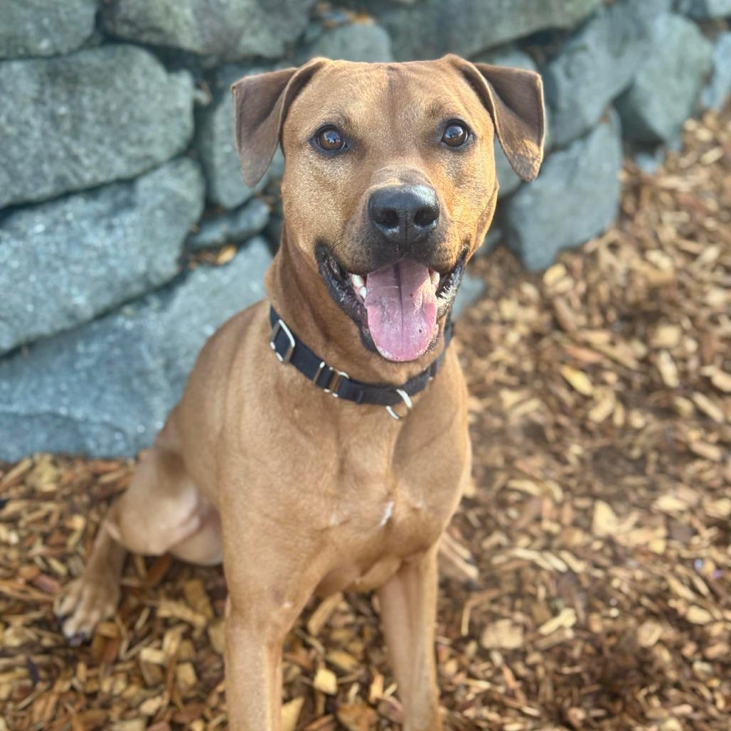 Kobe, Adoptable, Adult Male Doberman Pinscher & Mixed Breed.