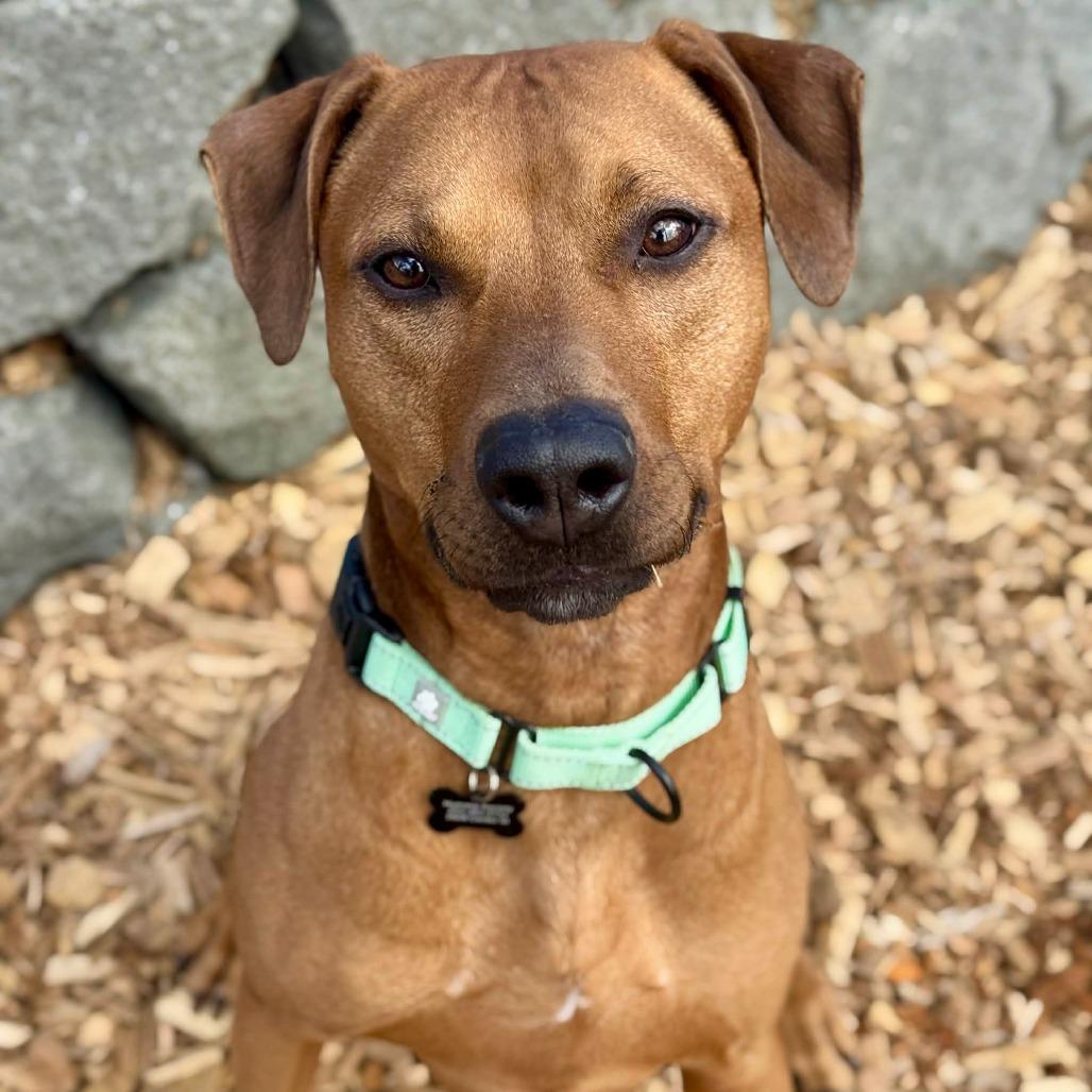 Enlarge Kobe, a Adoptable mixed breed in Tacoma, WA image 2/2