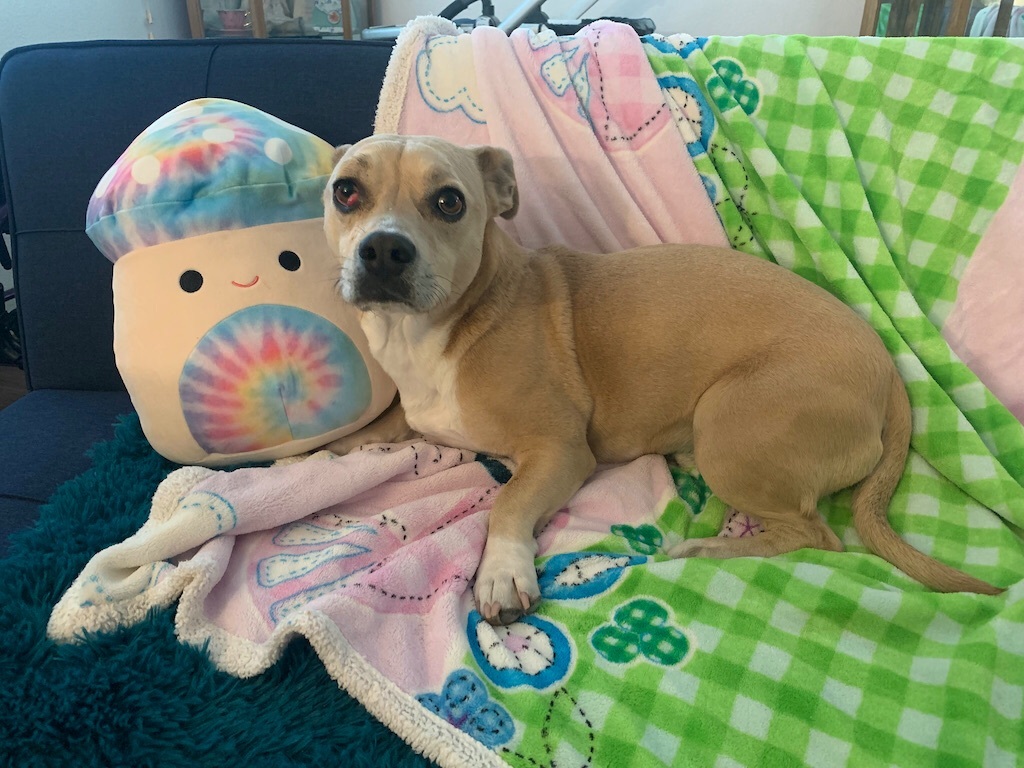 TOBY photo 3