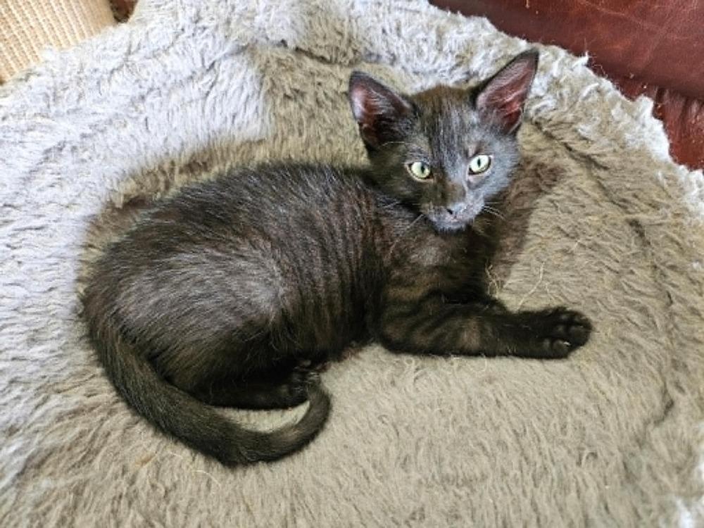 Enlarge Darby, a Adopted Domestic Short Hair in Youngsville, NC image 1/5