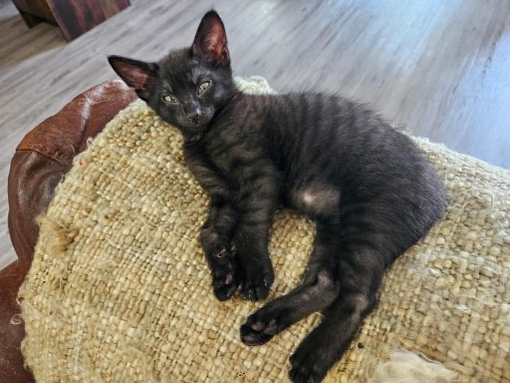 Enlarge Darby, a Adopted Domestic Short Hair in Youngsville, NC image 2/5