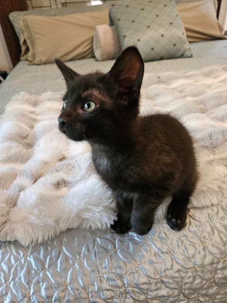 Enlarge Darby, a Adopted Domestic Short Hair in Youngsville, NC image 3/5