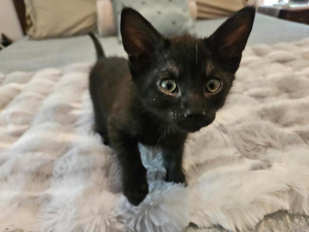 Enlarge Darby, a Adopted Domestic Short Hair in Youngsville, NC image 5/5