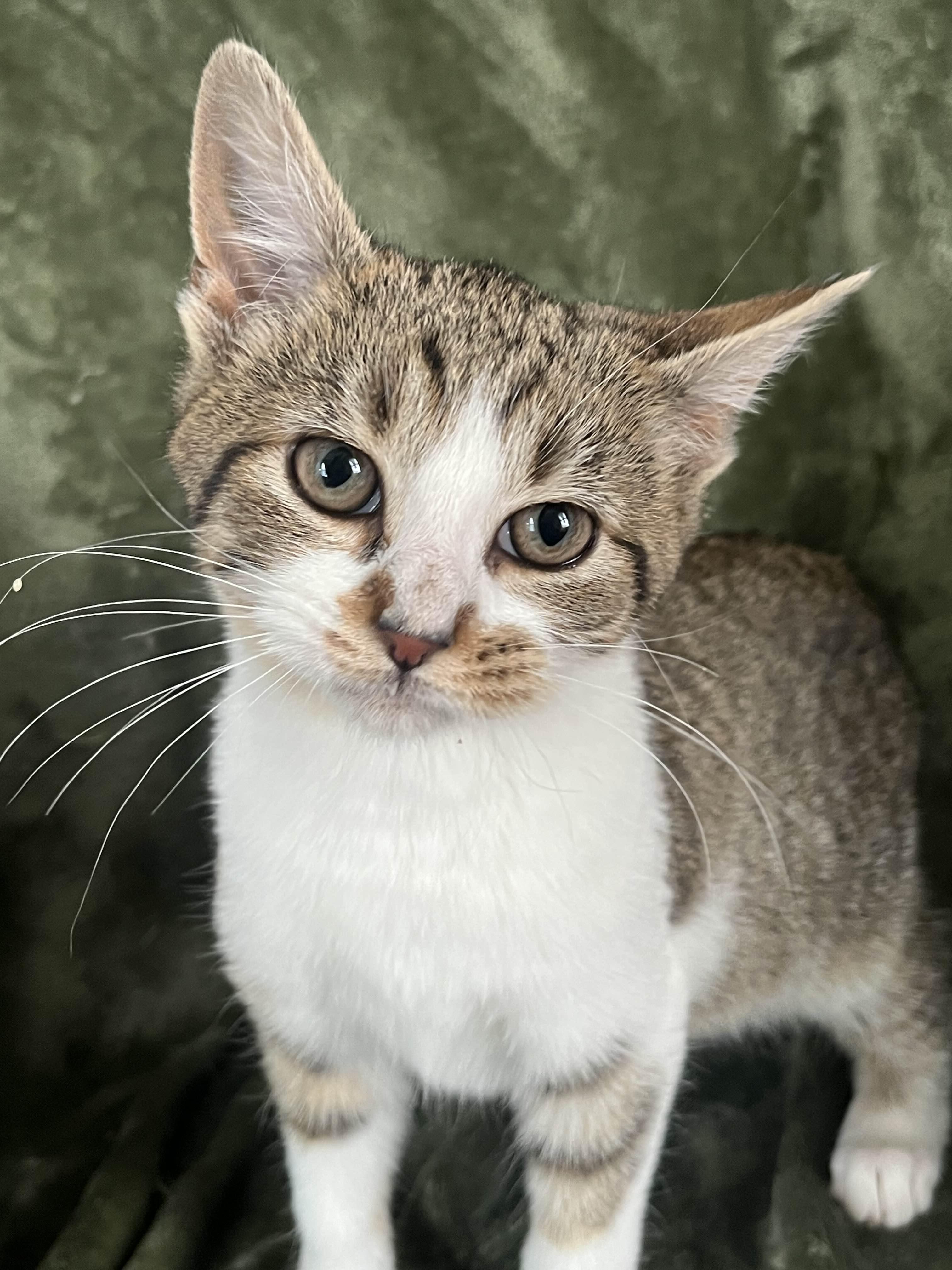 Enlarge Carney, a Adoptable Domestic Short Hair in Kenosha, WI image 4/6