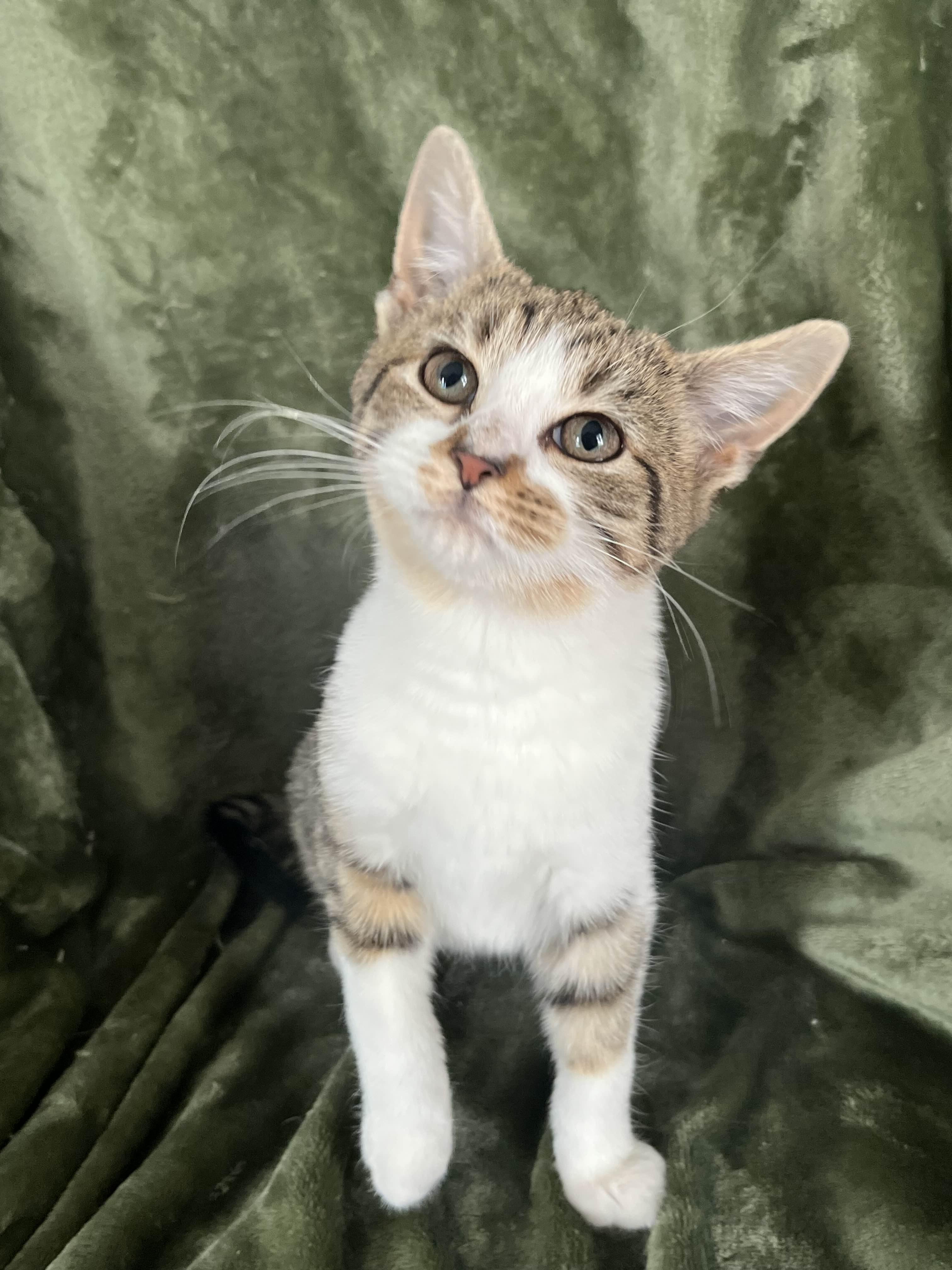 Carney, Adoptable, Kitten Male Domestic Short Hair.