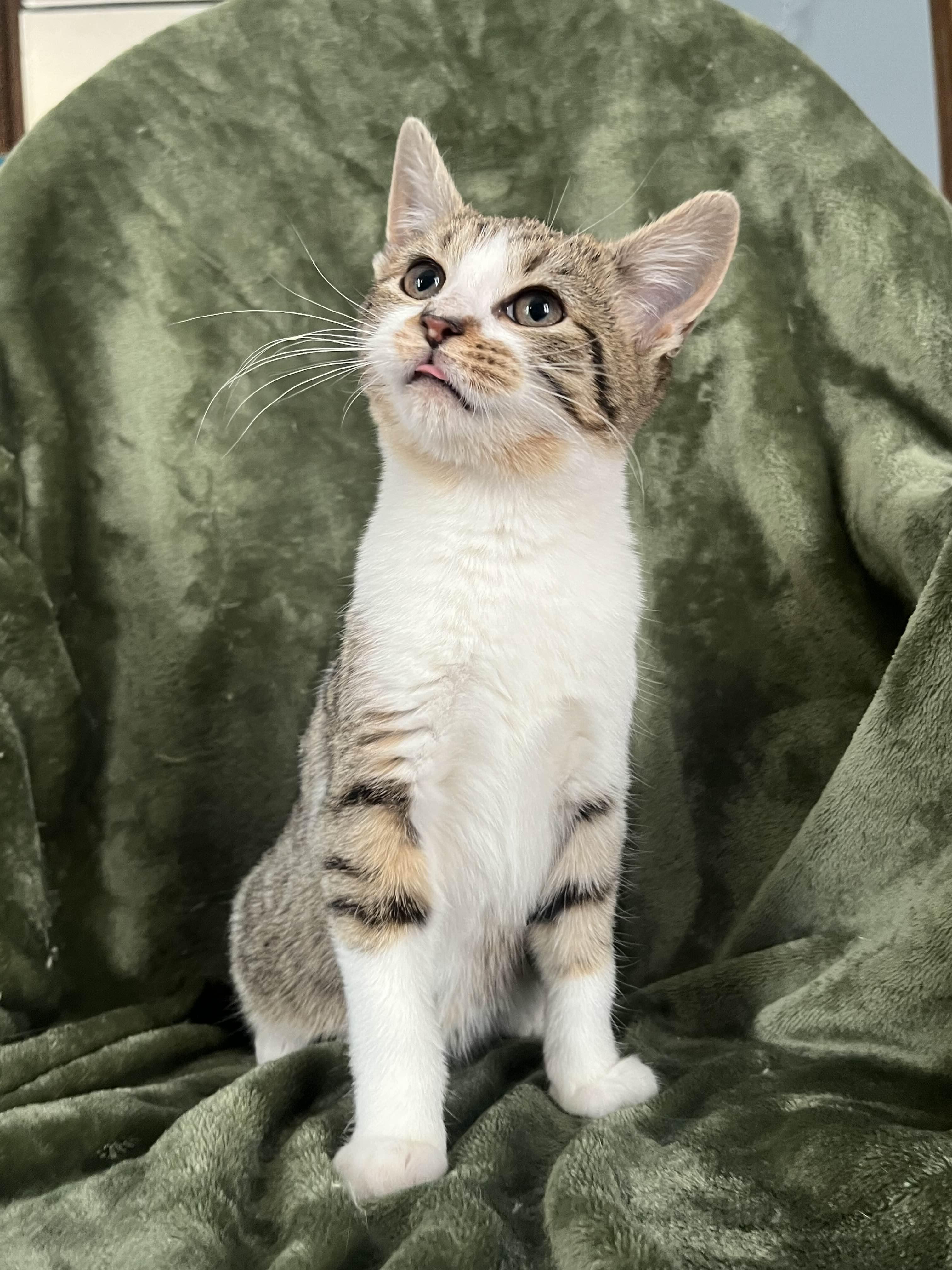 Enlarge Carney, a Adoptable Domestic Short Hair in Kenosha, WI image 2/6