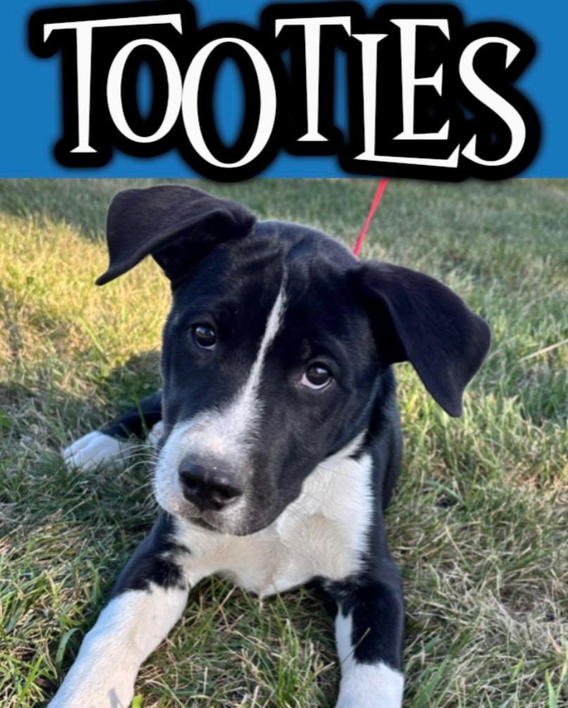 Tootles, Adoptable, Puppy Male Pit Bull Terrier.
